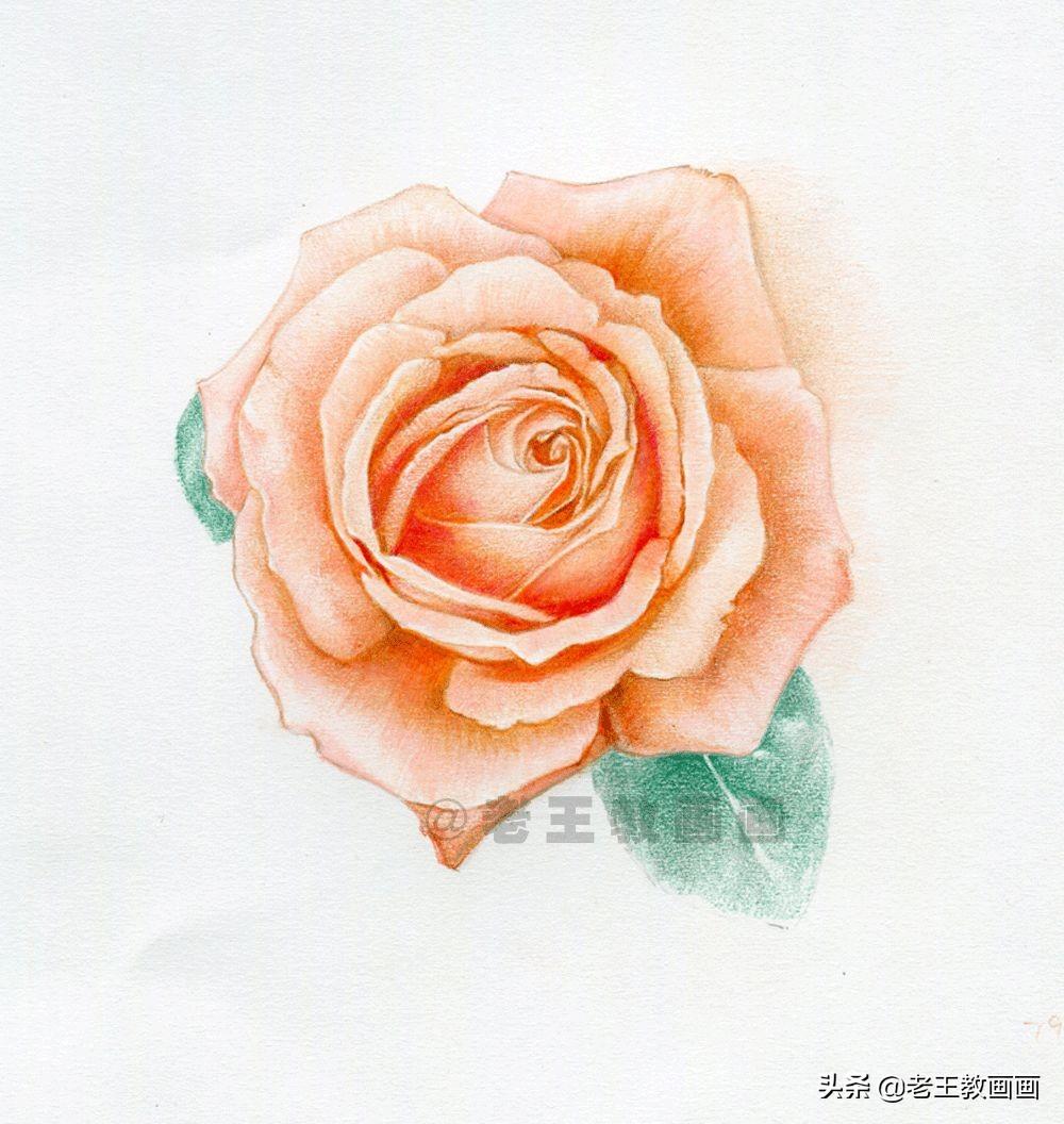 玫瑰花素描一步一步图解画画(零基础玫瑰花的教程,拿走不谢) 